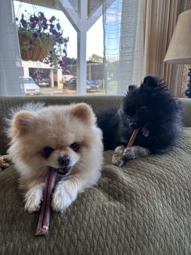 Customer photo review of Smoked Beef Marrow Bone