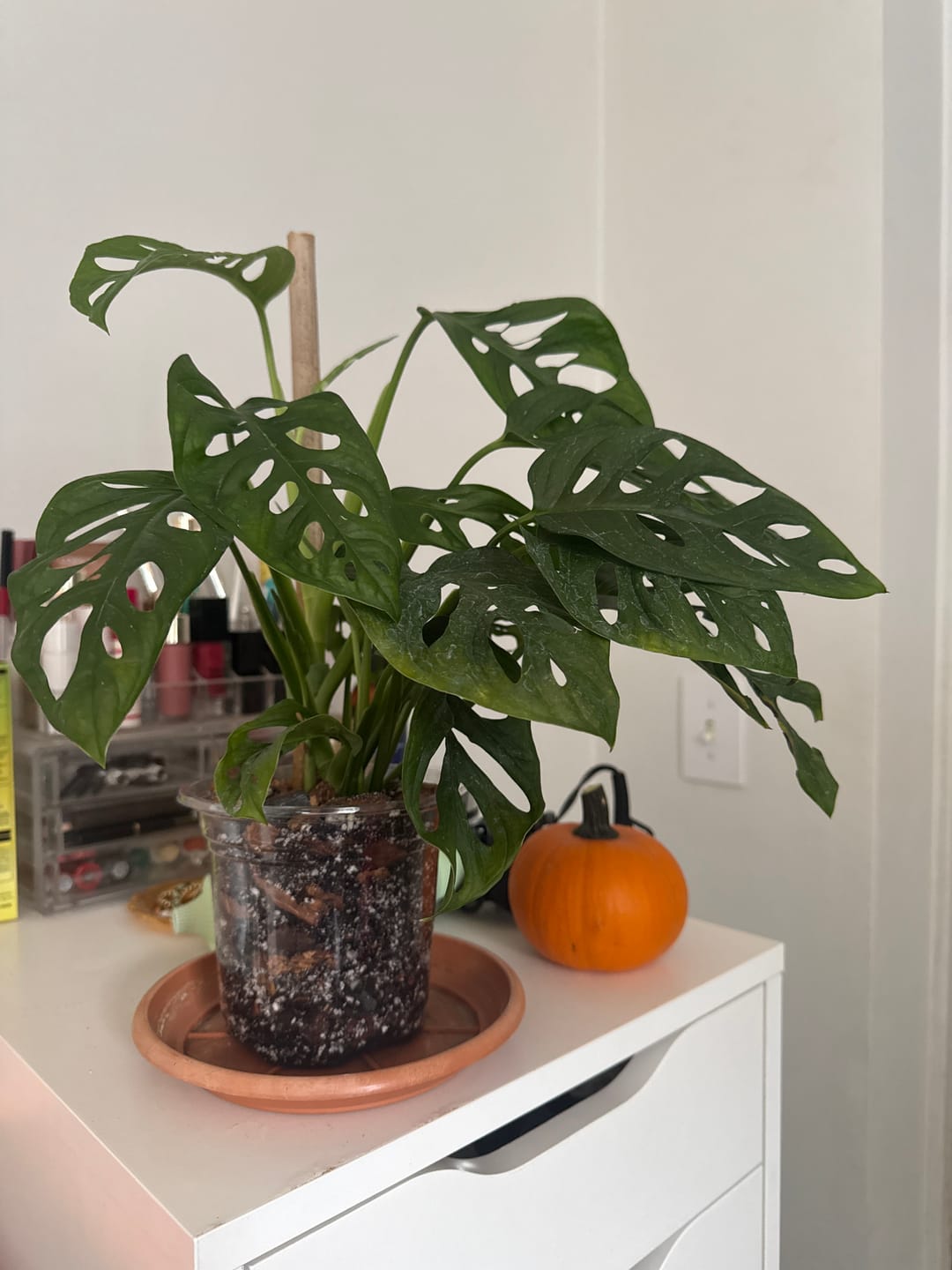 Customer photo review of Monstera adansonii Wide Leaf