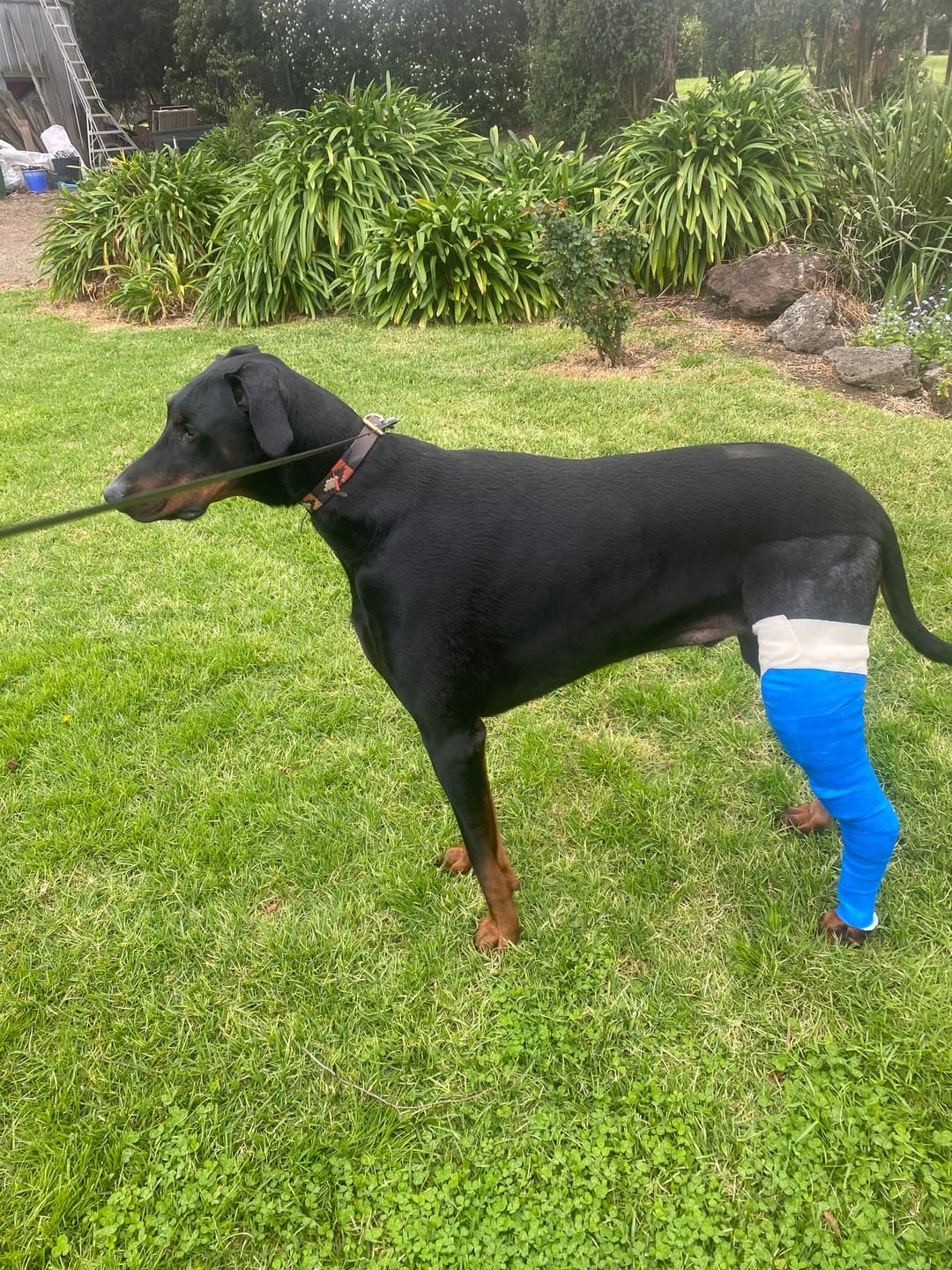 Customer photo review of VetFlex Cohesive Bandages - Box 12