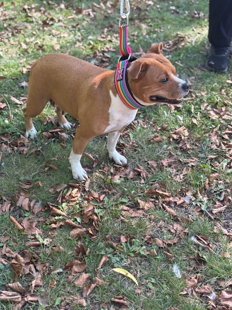 Customer photo review of Staffordshire Bull Terrier 1935® Nylon Leash - Rainbow Edition - Carabiner