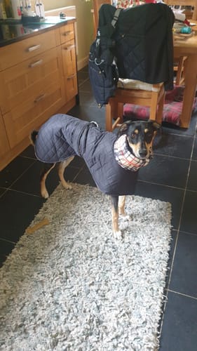 Customer photo review of Oslo - Quilted Waterproof Sighthound Coat with Harness Hole