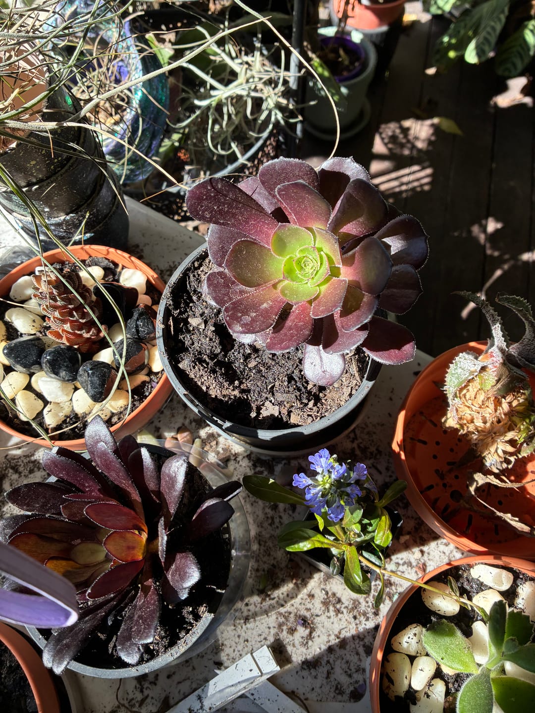 Customer photo review of Aeonium ‘Zwartkop’ - Cutting