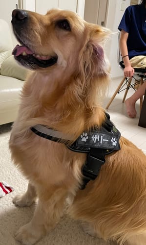 Customer photo review of FunFunPet 高機能ハーネス（お名前タグ作成サービス付き）