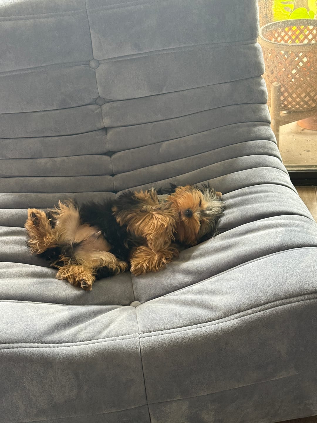 Customer photo review of Chillax Lounger Sofa Chair