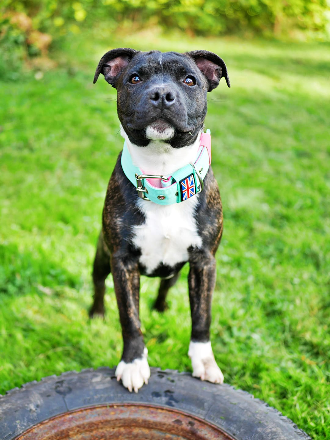Customer photo review of Staffordshire Bull Terrier 1935® Nylon Collar - Maya & Bonnie Edition - Mint Flamingo