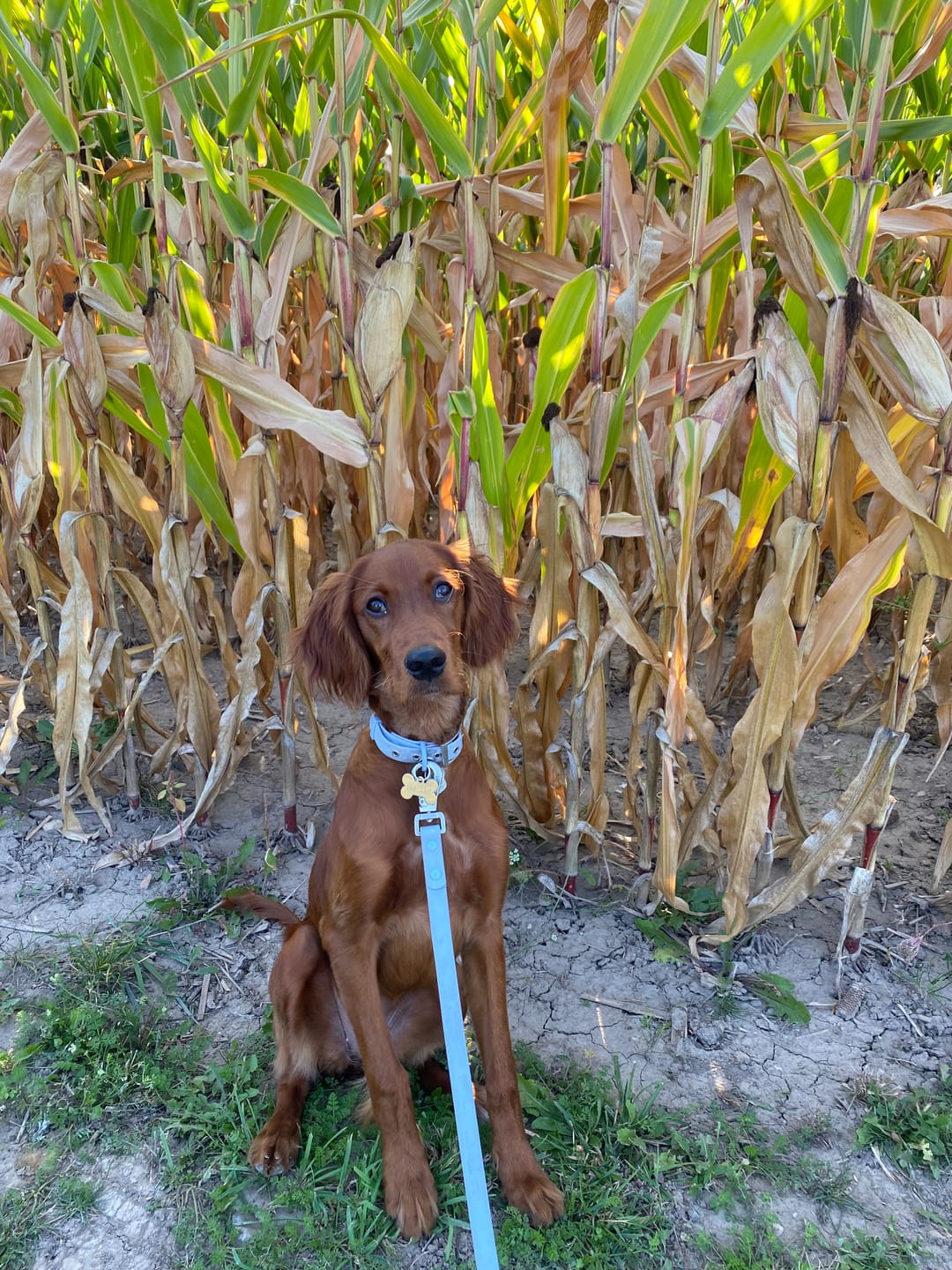 Customer photo review of Solace 6-IN-1 Hands Free Waterproof Leash