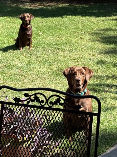 Customer photo review of DA-1™ Daily All-in-One Complete Care