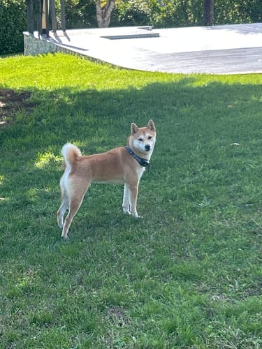 Customer photo review of Collier de Dressage PuppySafe - Sans Choc Électrique