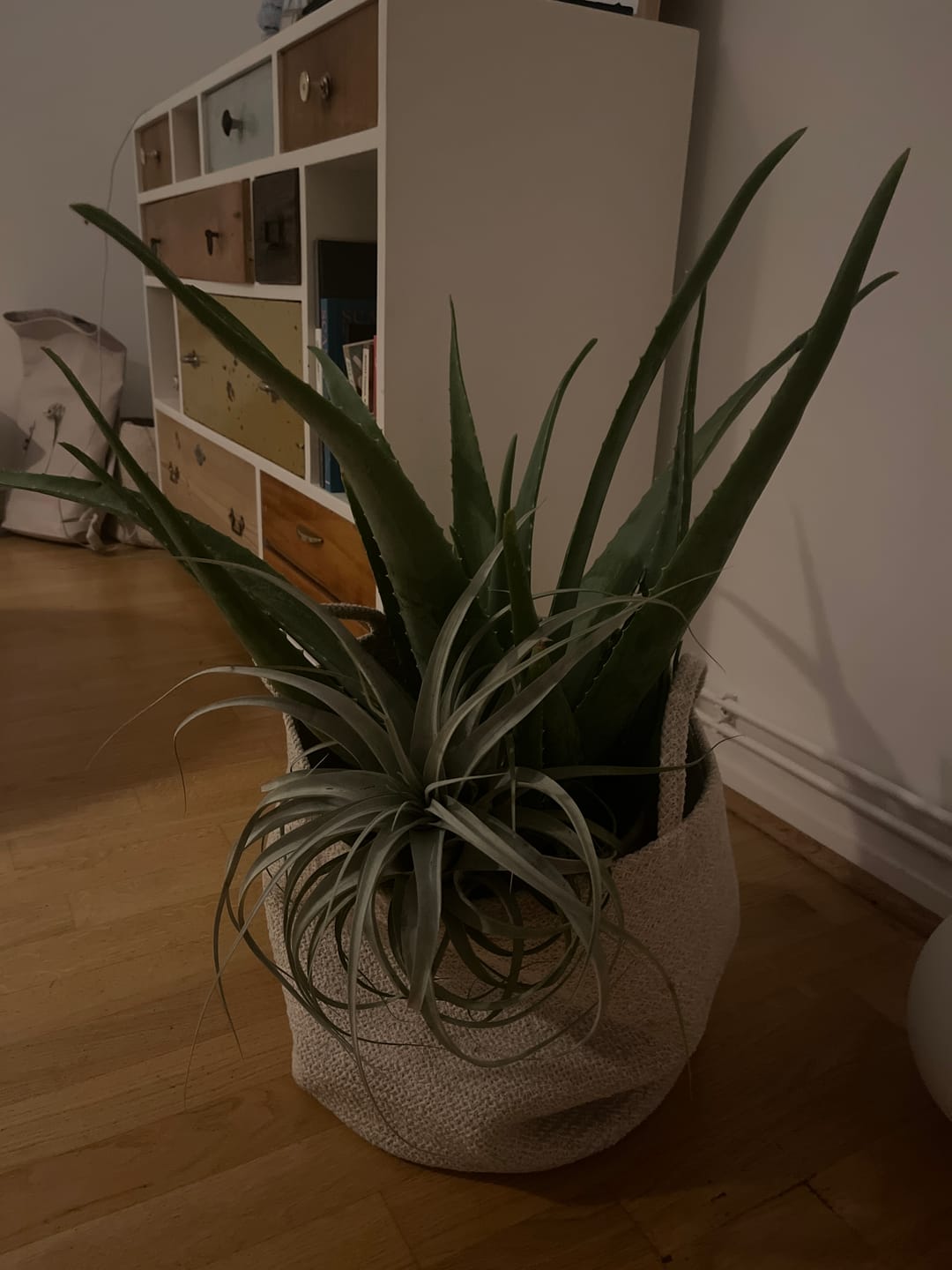Customer photo review of Tillandsia xerographica