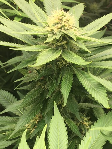 Customer photo review of Hanfstecklinge | Blackberry Moonrock