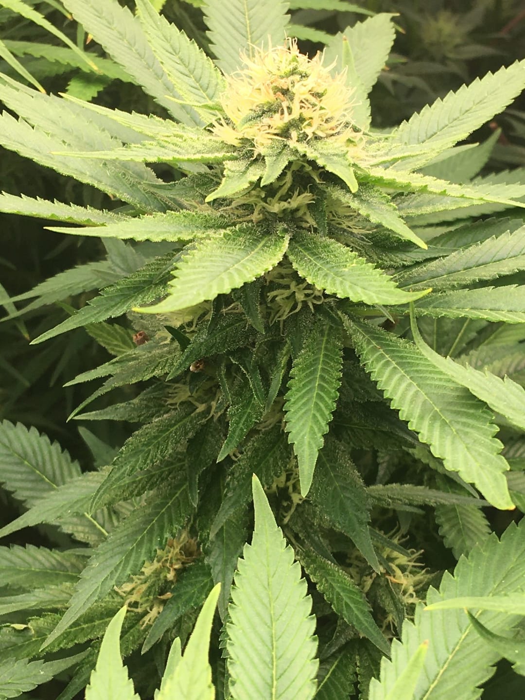 Customer photo review of Hanfstecklinge | Blackberry Moonrock