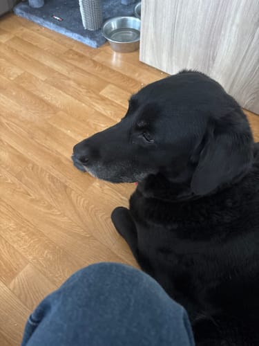 Customer photo review of Toilet Paper (Eco Lux - 4ply) - 100% Bamboo