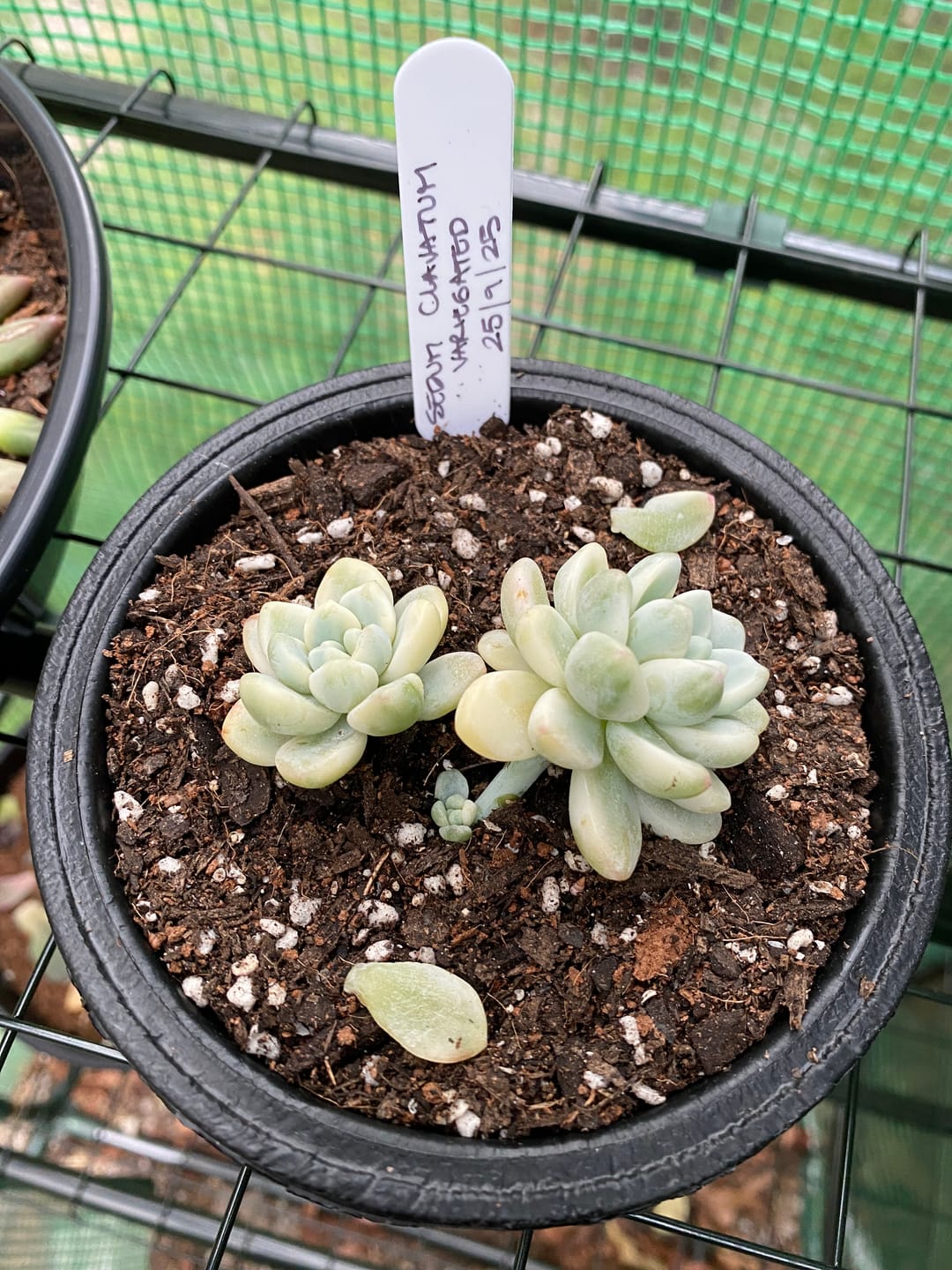 Customer photo review of Sedum clavatum variegated cuttings x 1