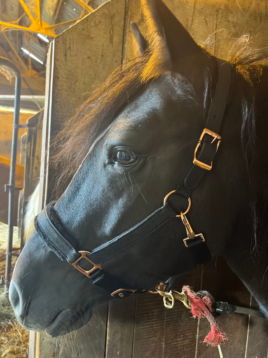 Customer photo review of Fantasia's Sparkle-Hybrid Halter