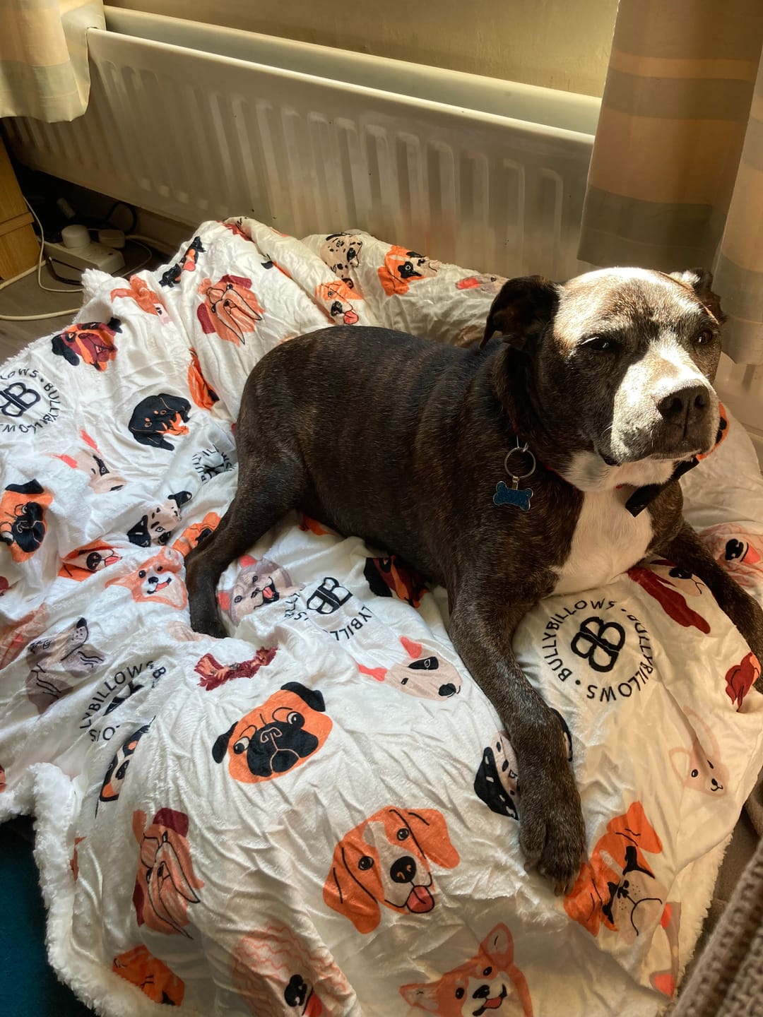 Customer photo review of Luxury Dog & Human Blanket