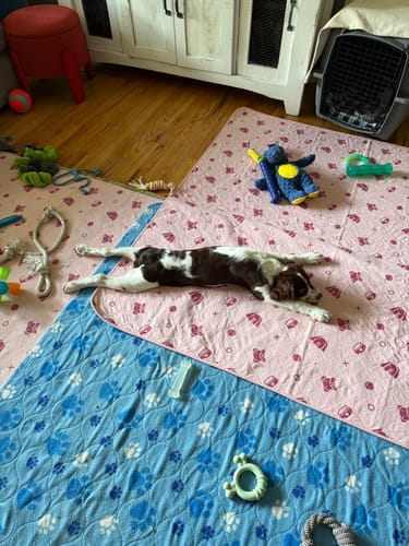 Customer photo review of Potty Buddy™ - The Durable Leak-Free Potty Pads