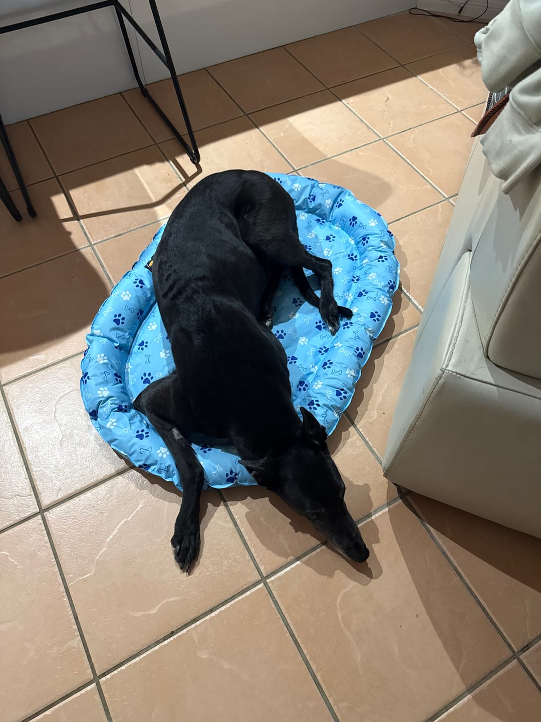 Customer photo review of Pet Cooling Mat Dog Cat Gel Non-Toxic Bed Pillow Self-cool Summer Ice Pad