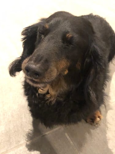 Customer photo review of FunFunPet 高機能ハーネス（お名前タグ作成サービス付き）