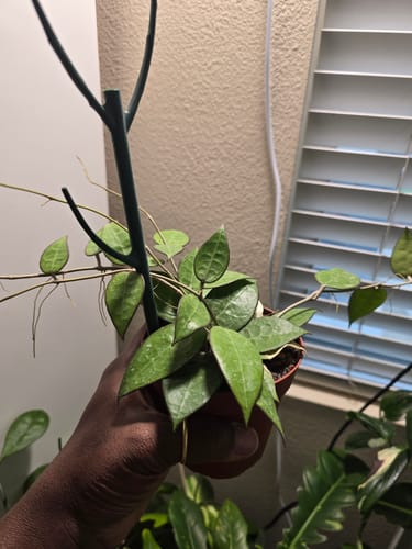 Customer photo review of Hoya verticillata 'Black Margin'