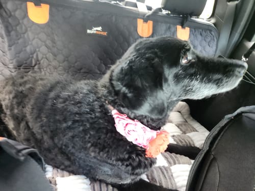 Customer photo review of RuffRover 2.0™ - Hard Bottom Back Seat Extender + (FREE Dog Bed)