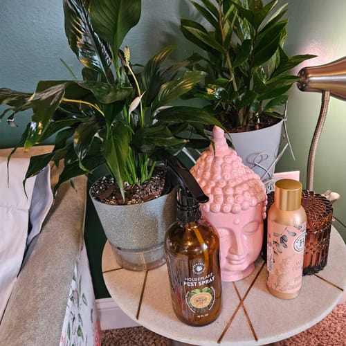 Customer photo review of Houseplant Pest Spray
