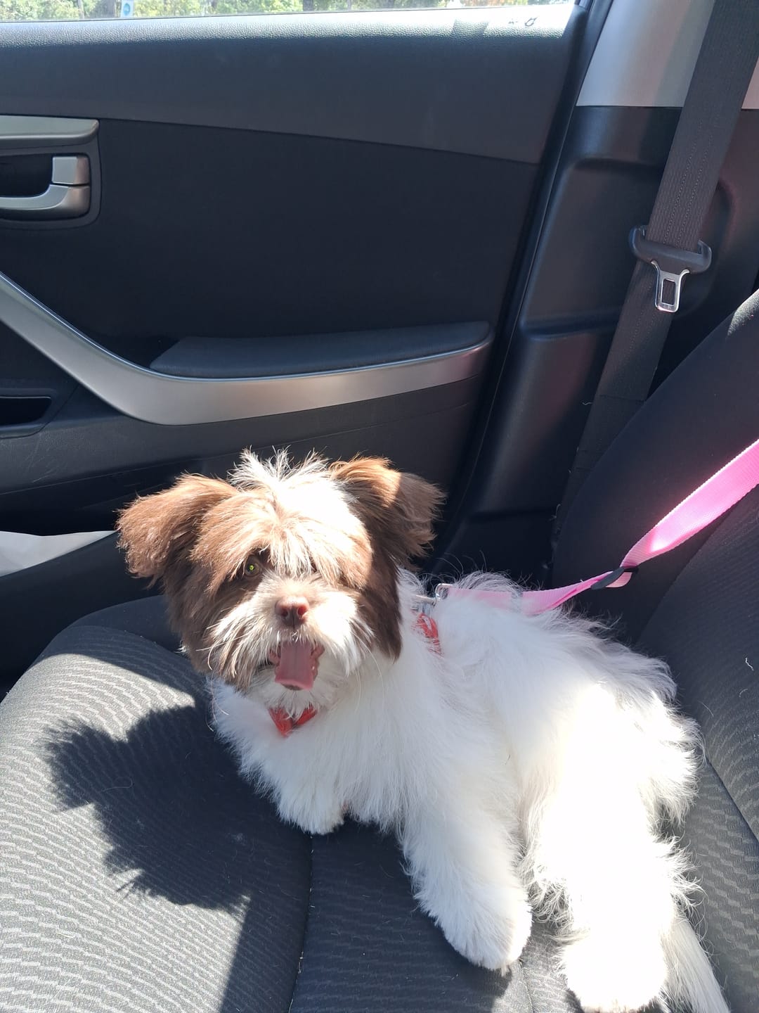 Customer photo review of 1 PACK Headrest Adjustable Car Dog Leash
