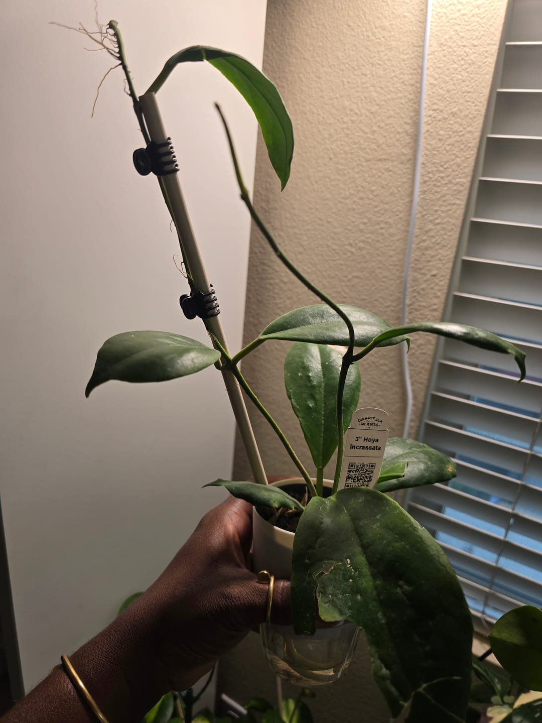 Customer photo review of Hoya incrassata