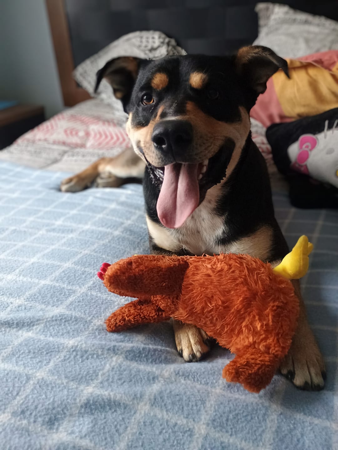 Customer photo review of Gallina Divertida