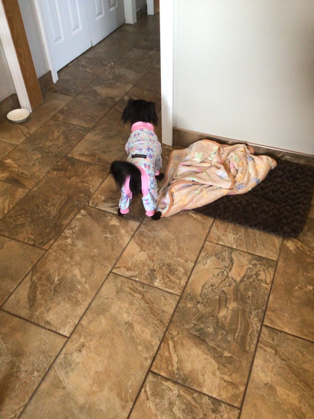 Customer photo review of Dog Pajama - Butterfly