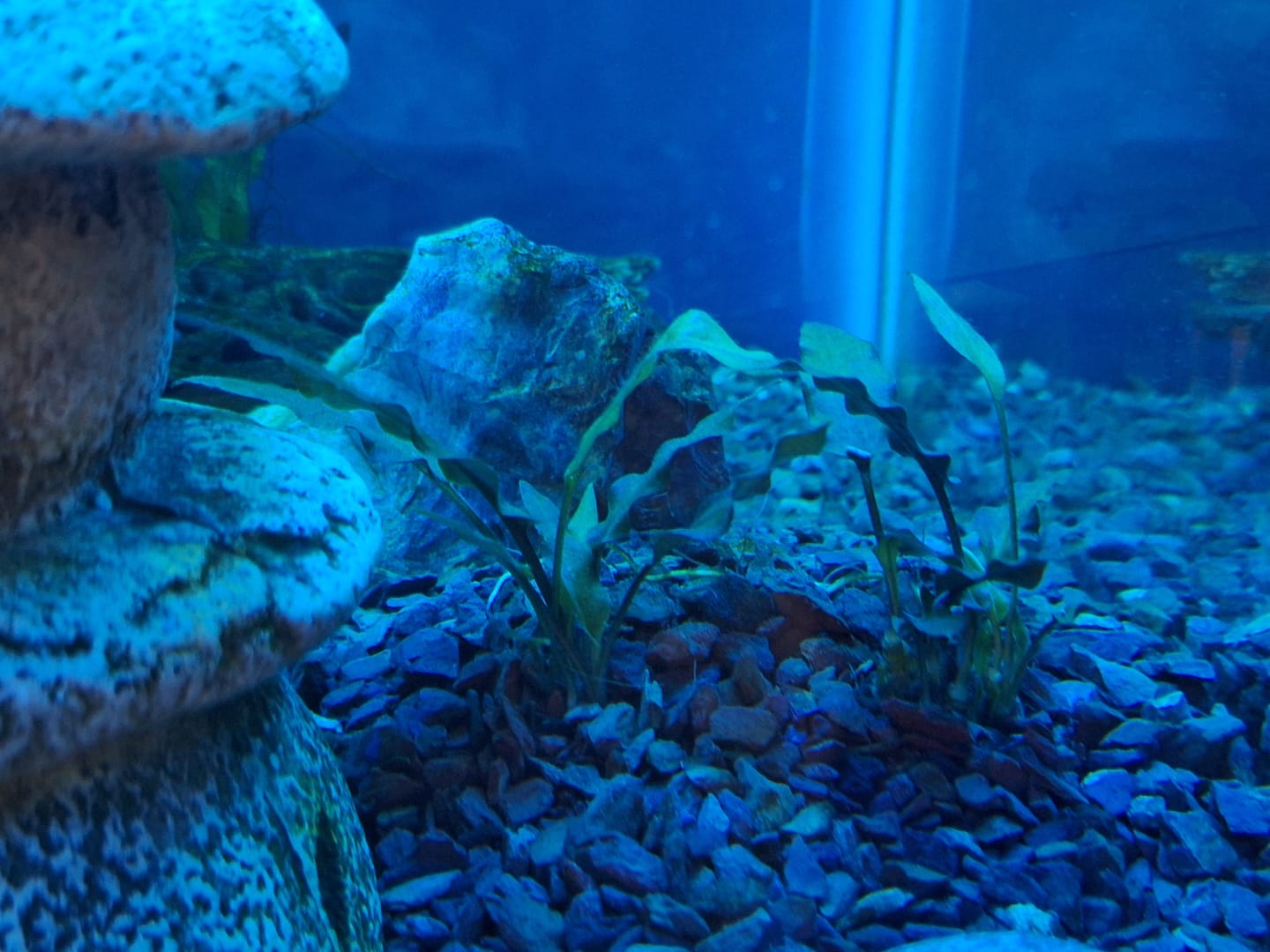 Customer photo review of Cryptocoryne Wendtii RED 'Mi Oya'