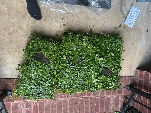 Customer photo review of Vinca Minor Bowles 50 count Flat