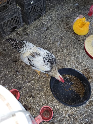 Customer photo review of GrubTerra Dried Black Soldier Fly Larvae 10lb.