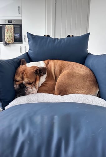 Customer photo review of The Dog Dock