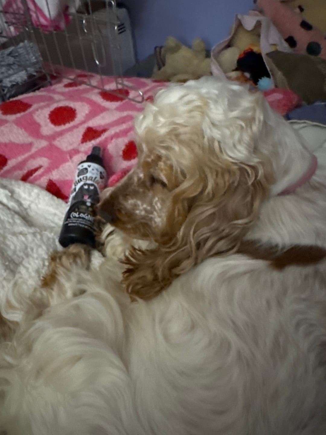 Customer photo review of One in a Million Dog Cologne