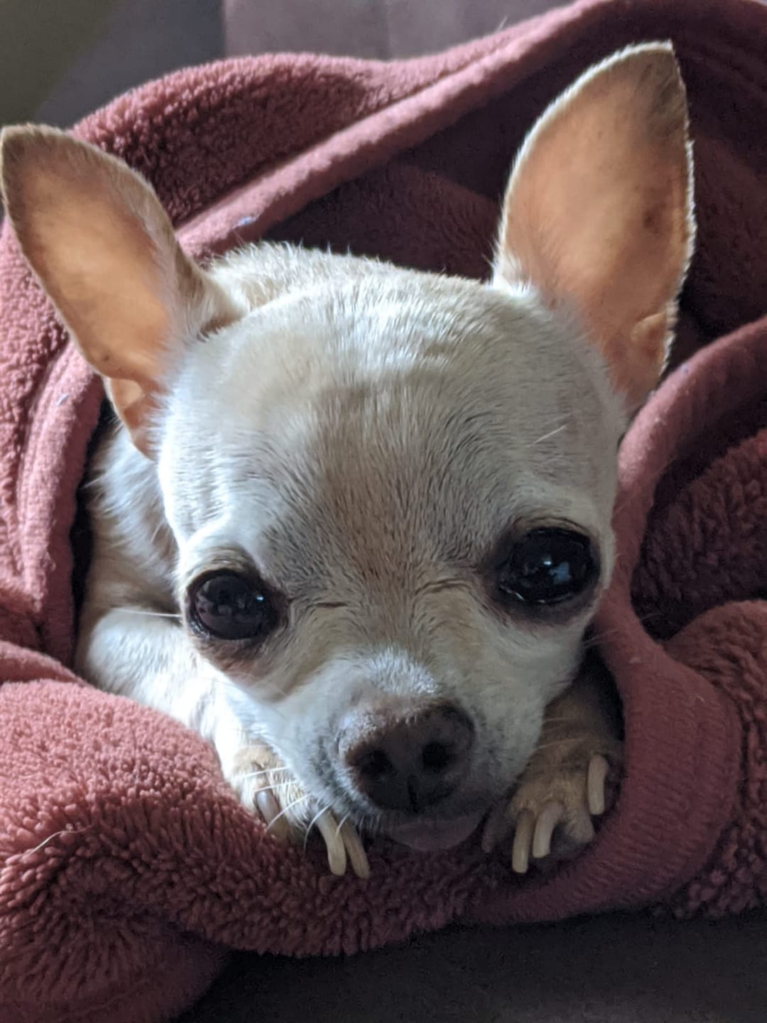 Customer photo review of Dog & Cat Ear Infection & Itch Relief Remedy