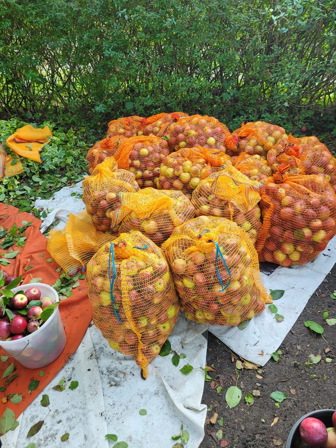 Customer photo review of Raschelsäcke für Kartoffeln, Gemüse & Zwiebeln – Atmungsaktive & Reißfeste Lagerbeutel