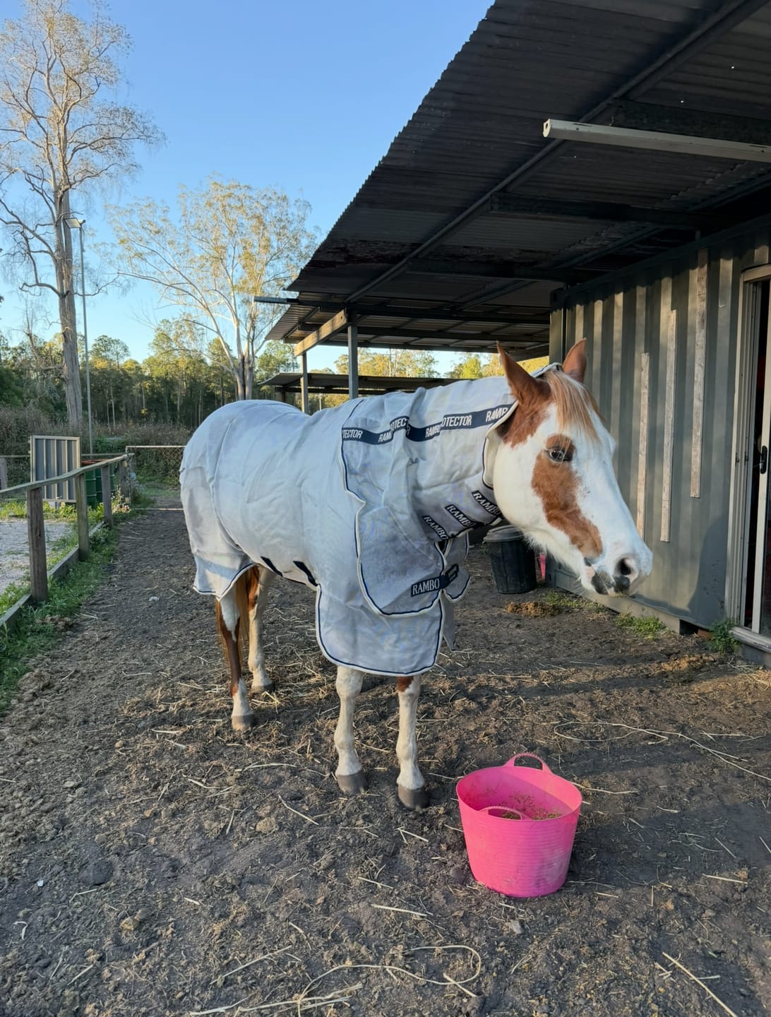 Customer photo review of Rambo Protector Plus Fly Rug
