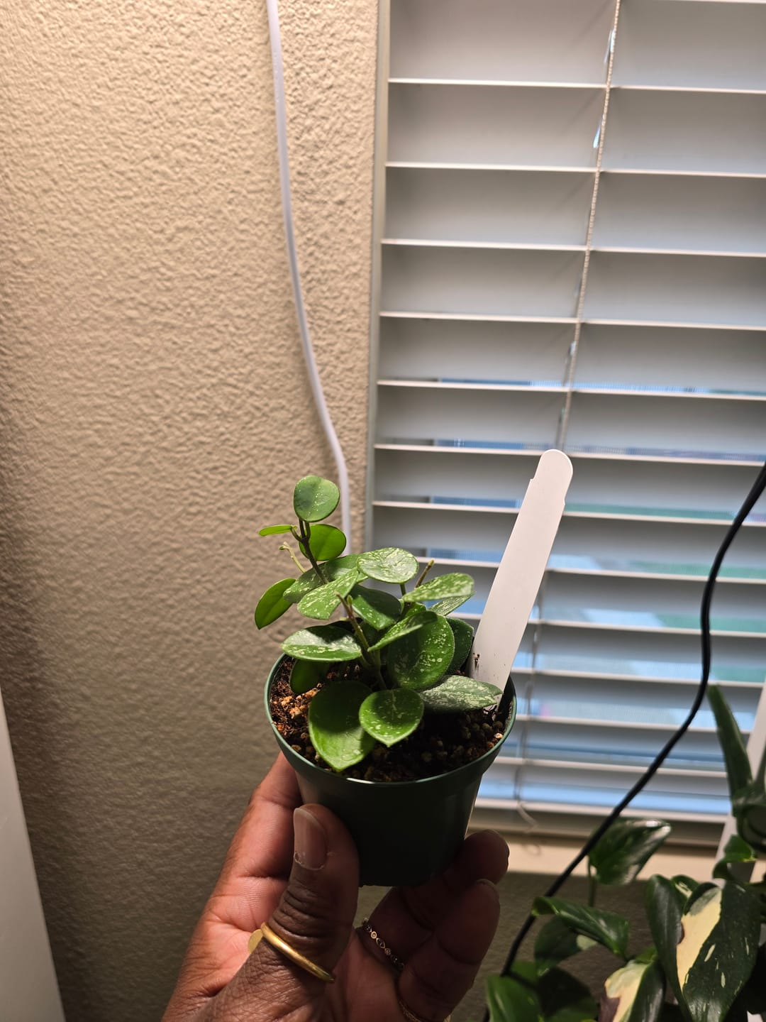 Customer photo review of Hoya 'Mathilde’ ‘Splash’