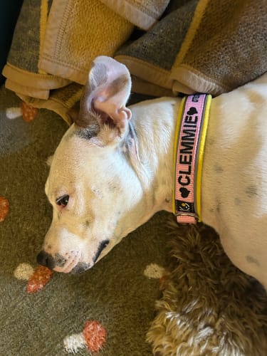 Customer photo review of Fleece Dog Collar with Name - S | 4Kyon