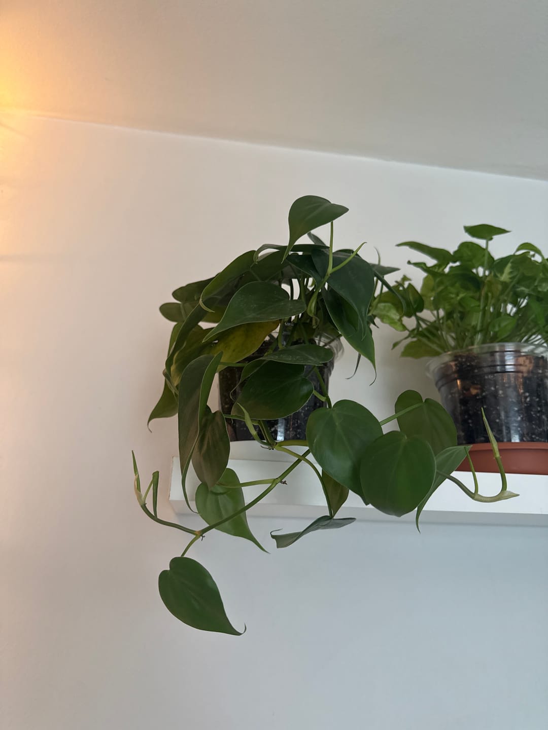 Customer photo review of Philodendron hederaceum