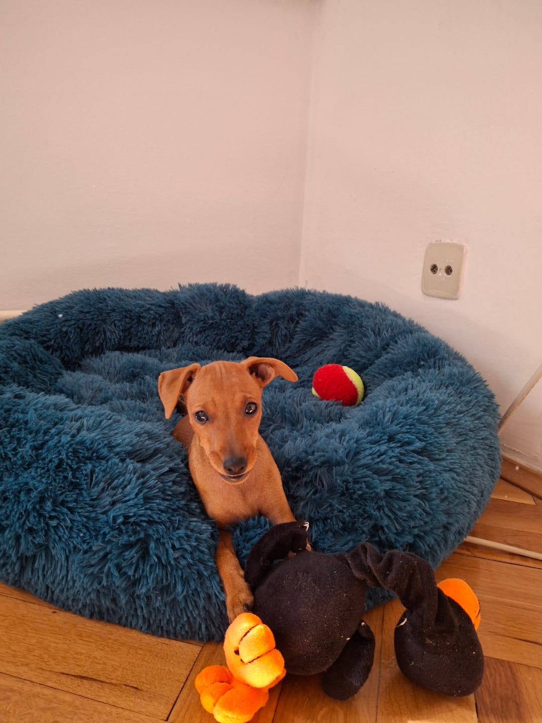 Customer photo review of Umirujući Krevet za Pse
