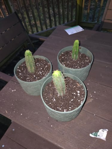 Customer photo review of Trichocereus Bridgesii | Bolivian Torch Cactus