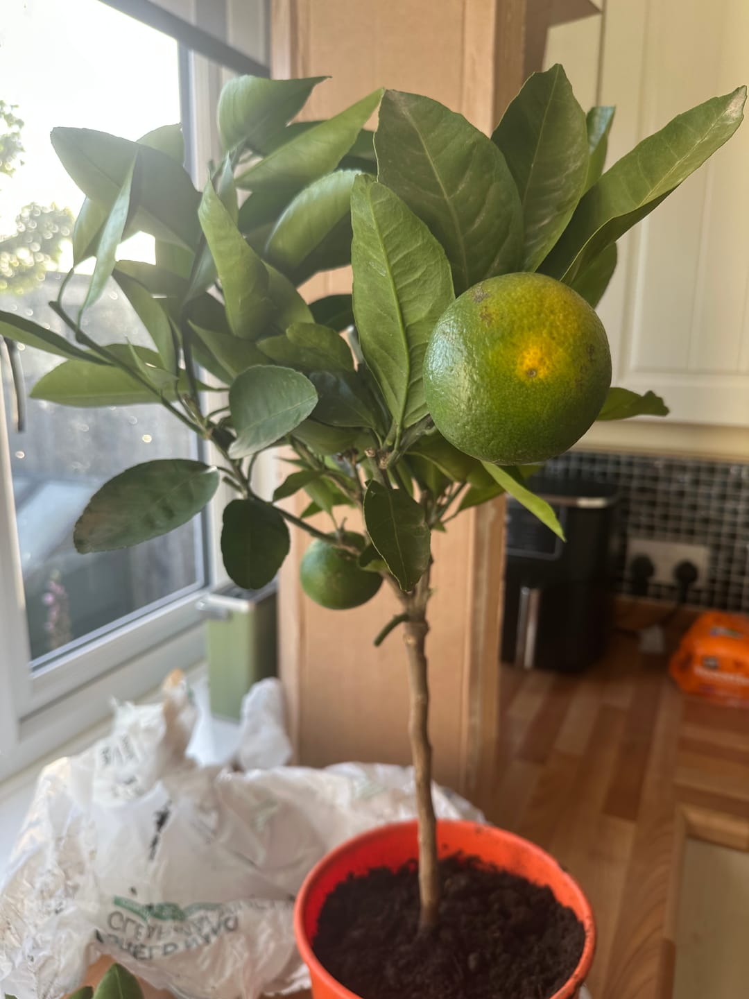 Customer photo review of Satsuma Citrus Tree 60-80cm 5L
