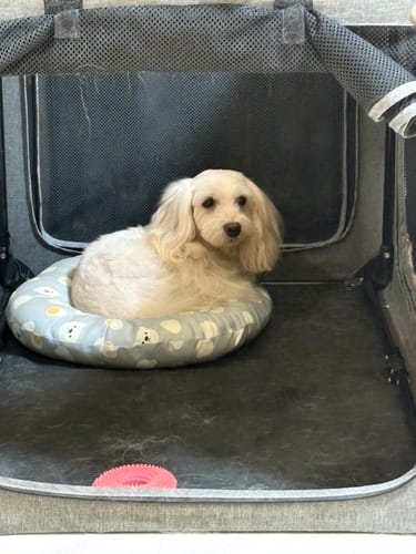 Customer photo review of FunFunPet 高機能ハーネス（お名前タグ作成サービス付き）