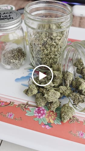 Customer video review of Black Velvet - Indoor THCA (Full Size)
