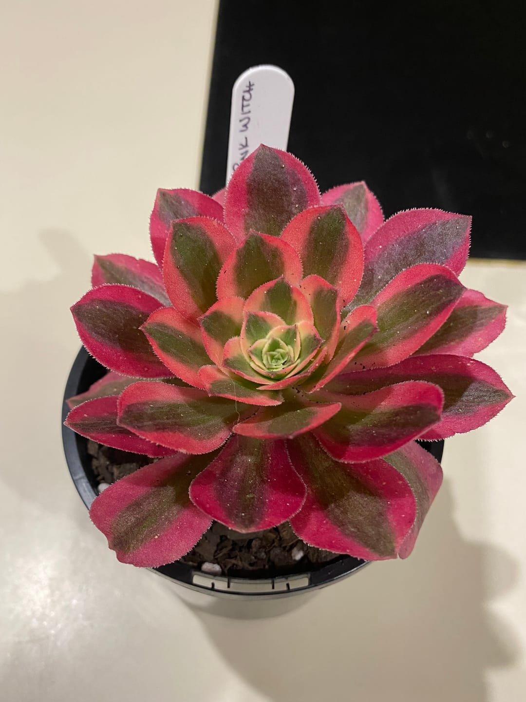 Customer photo review of Aeonium 'Pink Witch'