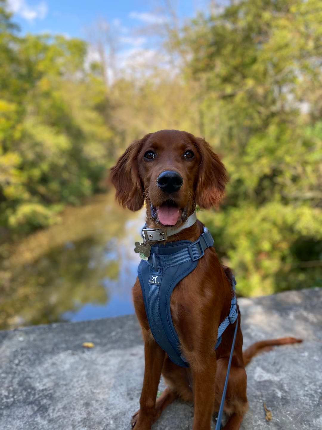 Customer photo review of Solace Adjustable Dog Harness