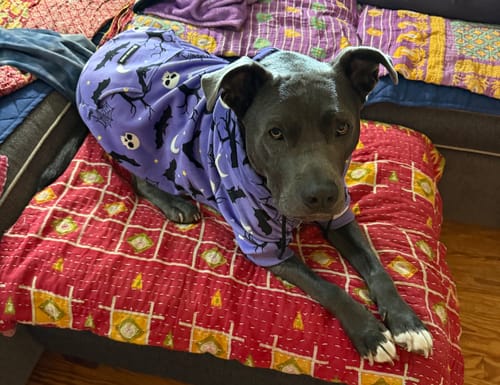 Customer photo review of Halloween Dog Hoodies (Limited Edition)