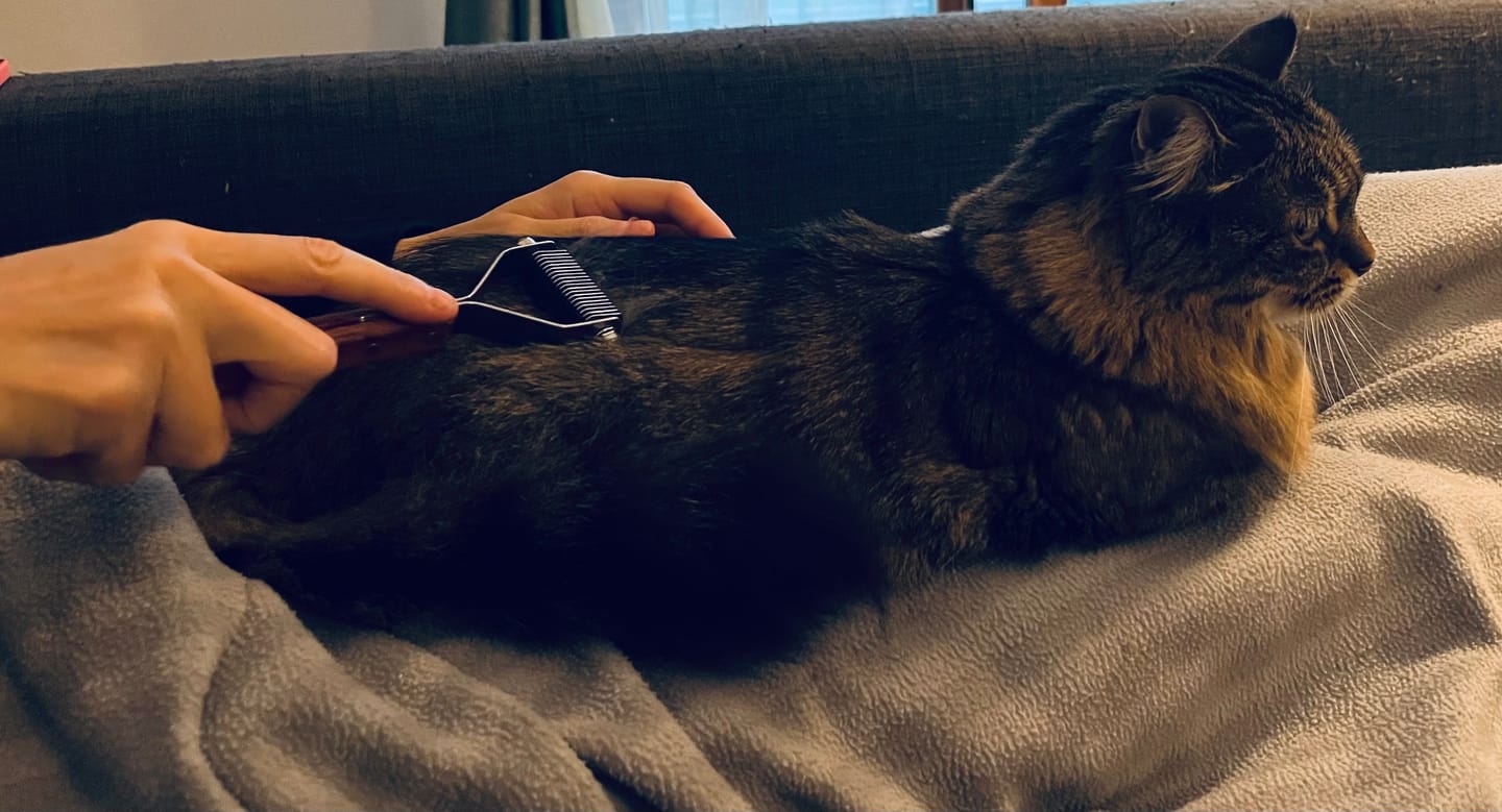 Customer photo review of Slanatore per cani e gatti