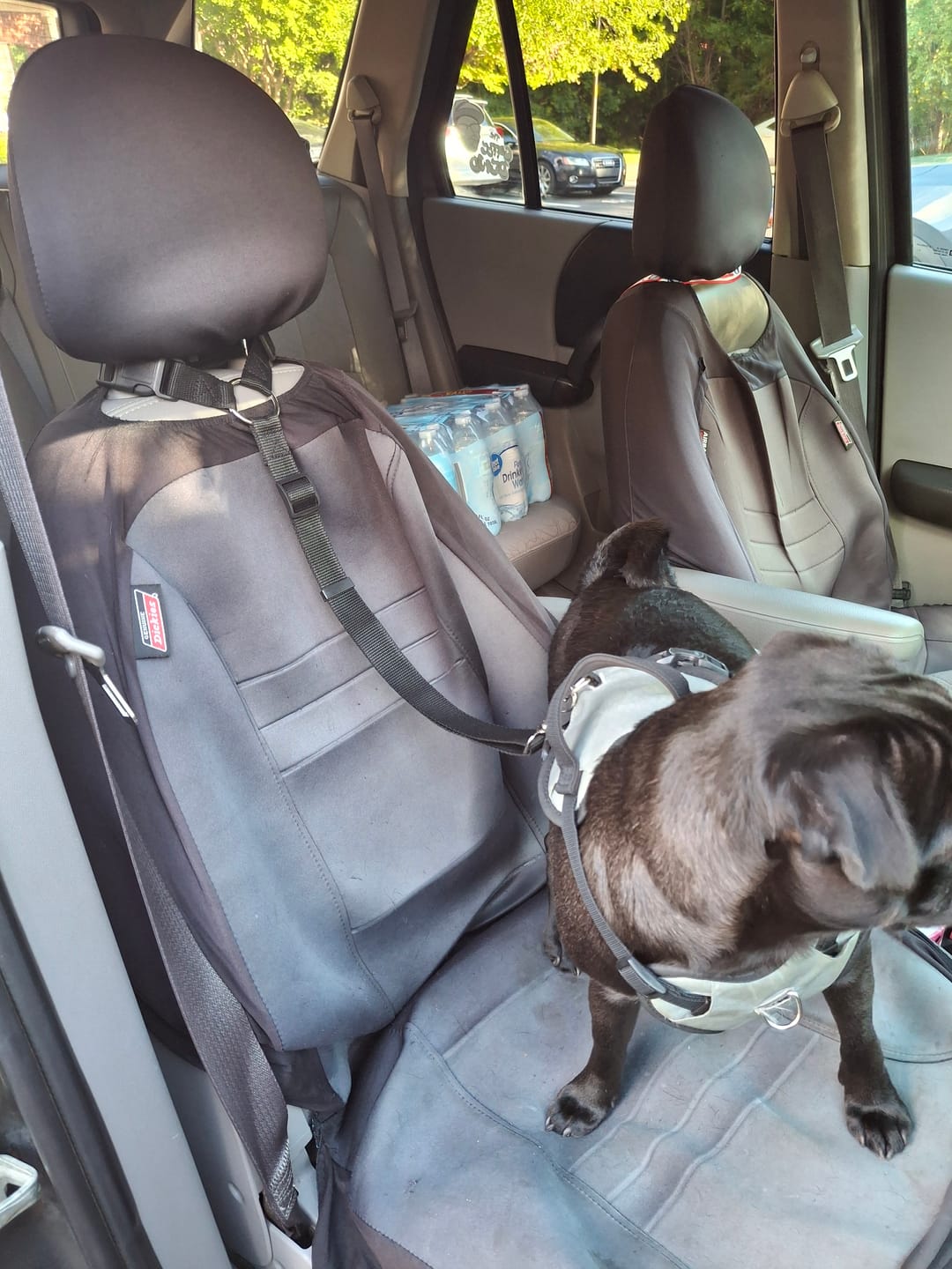 Customer photo review of 2 Pack Headrest Car Dog Safety Seatbelt